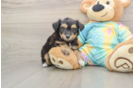 Happy Mini Aussiedoodle Baby