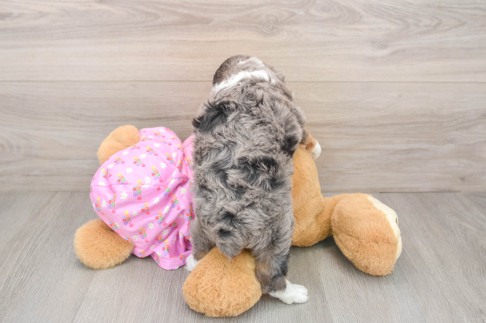 Cute Mini Aussiedoodle Baby