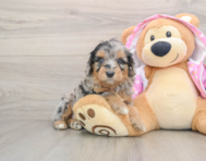 6 week old Mini Aussiedoodle Puppy For Sale - Premier Pups
