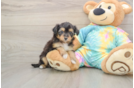 Cute Mini Aussiedoodle Baby