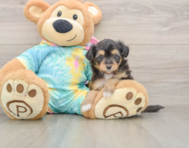 7 week old Mini Aussiedoodle Puppy For Sale - Premier Pups