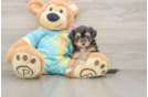 Adorable Mini Australian Shepherd X Poodle Mix Poodle Mix Puppy