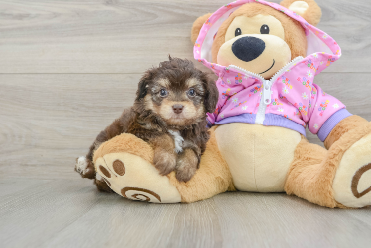 Mini Aussiedoodle Puppy for Adoption