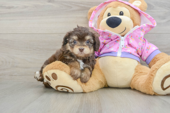 Mini Aussiedoodle Puppy for Adoption
