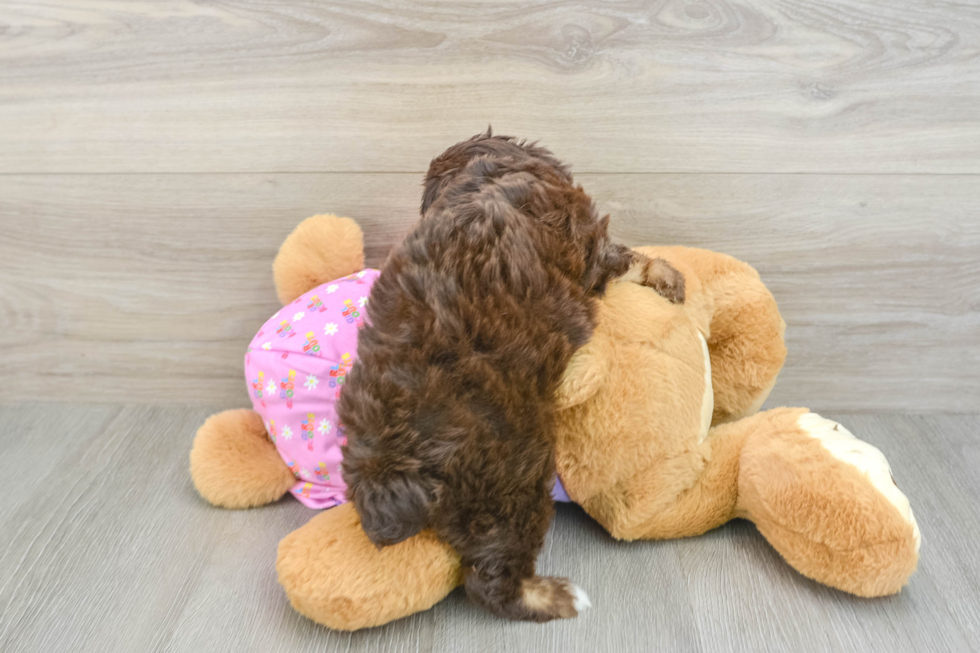 Fluffy Mini Aussiedoodle Poodle Mix Pup