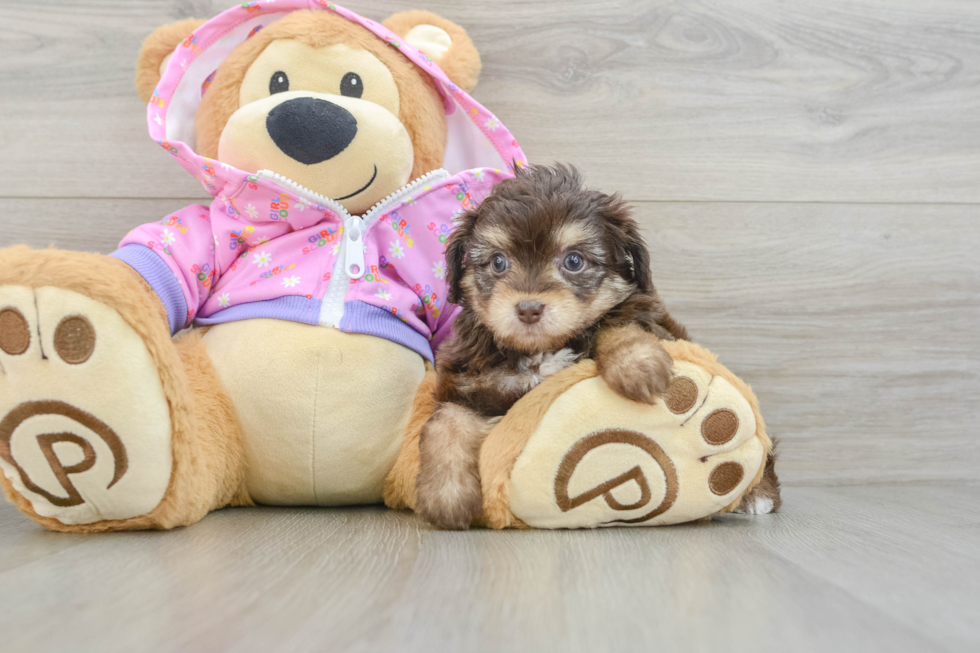 Best Mini Aussiedoodle Baby