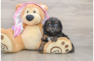 Mini Aussiedoodle Puppy for Adoption