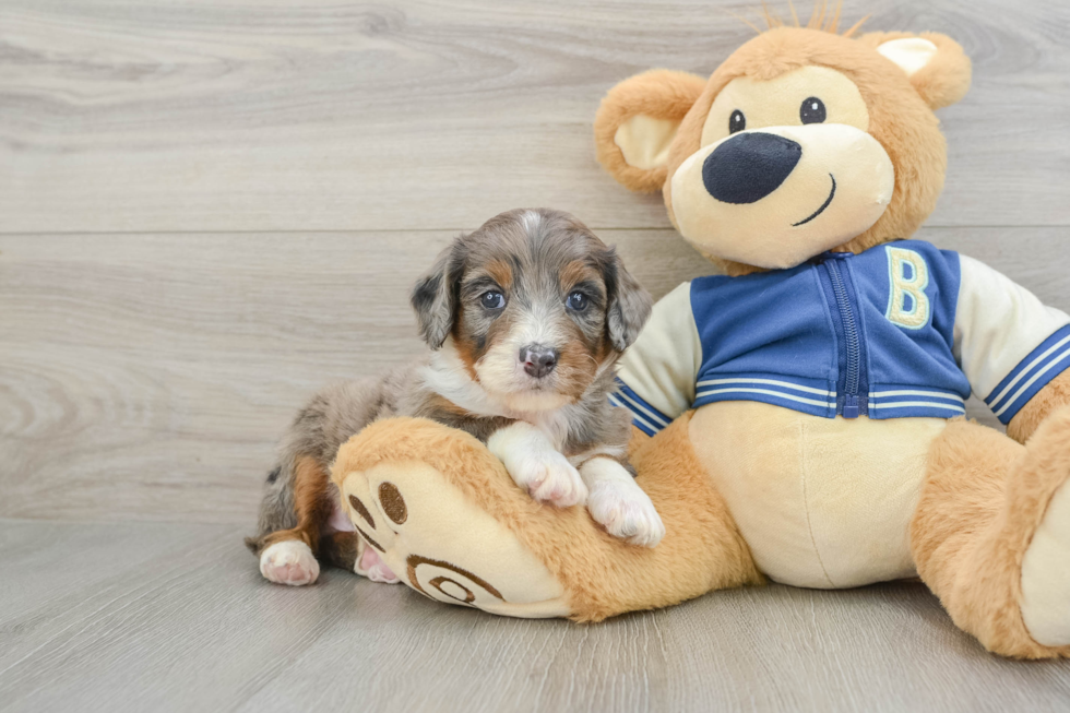 Friendly Mini Aussiedoodle Baby