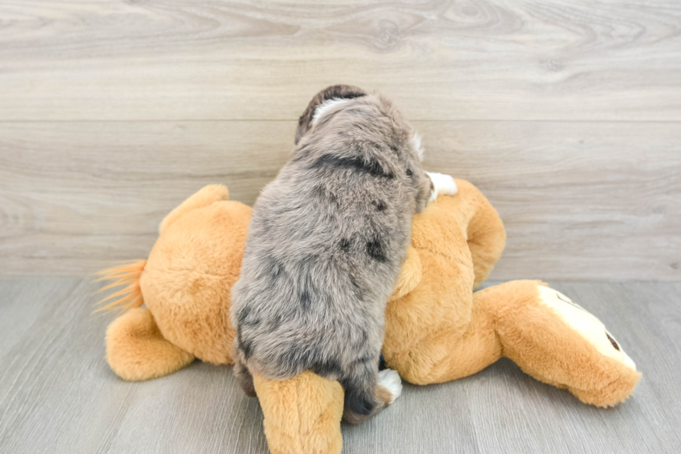 Small Mini Aussiedoodle Baby