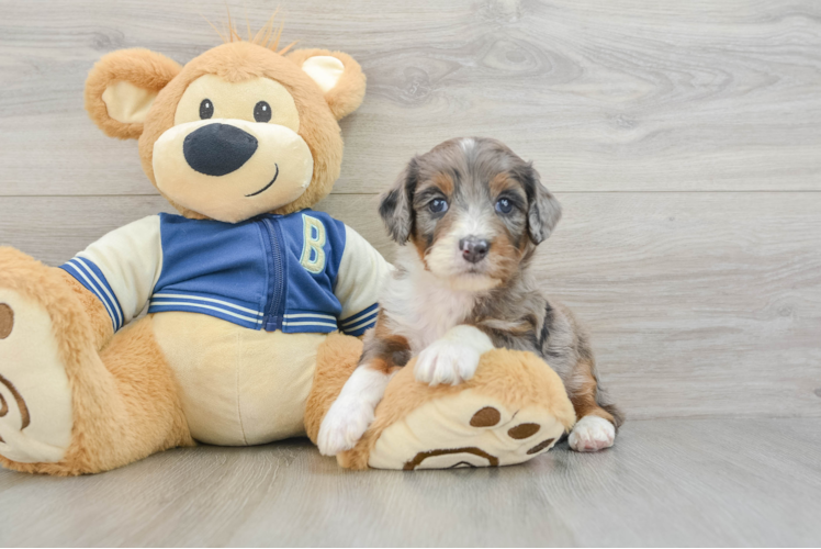 Energetic Aussie Poo Poodle Mix Puppy