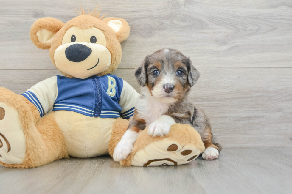 Energetic Aussie Poo Poodle Mix Puppy