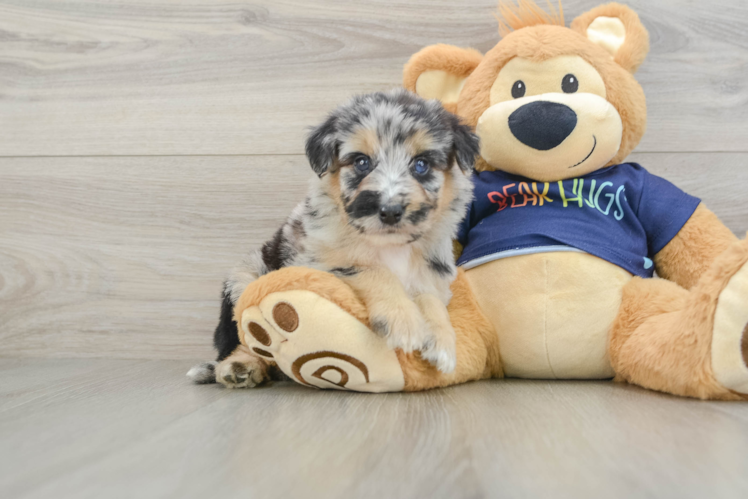 Sweet Mini Aussiedoodle Baby