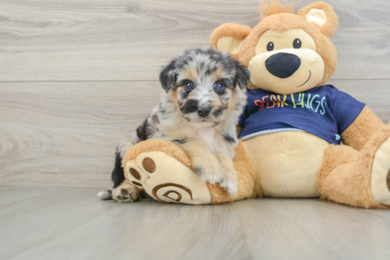 Sweet Mini Aussiedoodle Baby