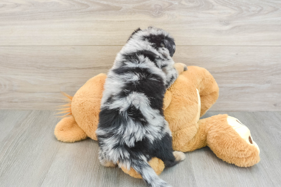 Mini Aussiedoodle Pup Being Cute