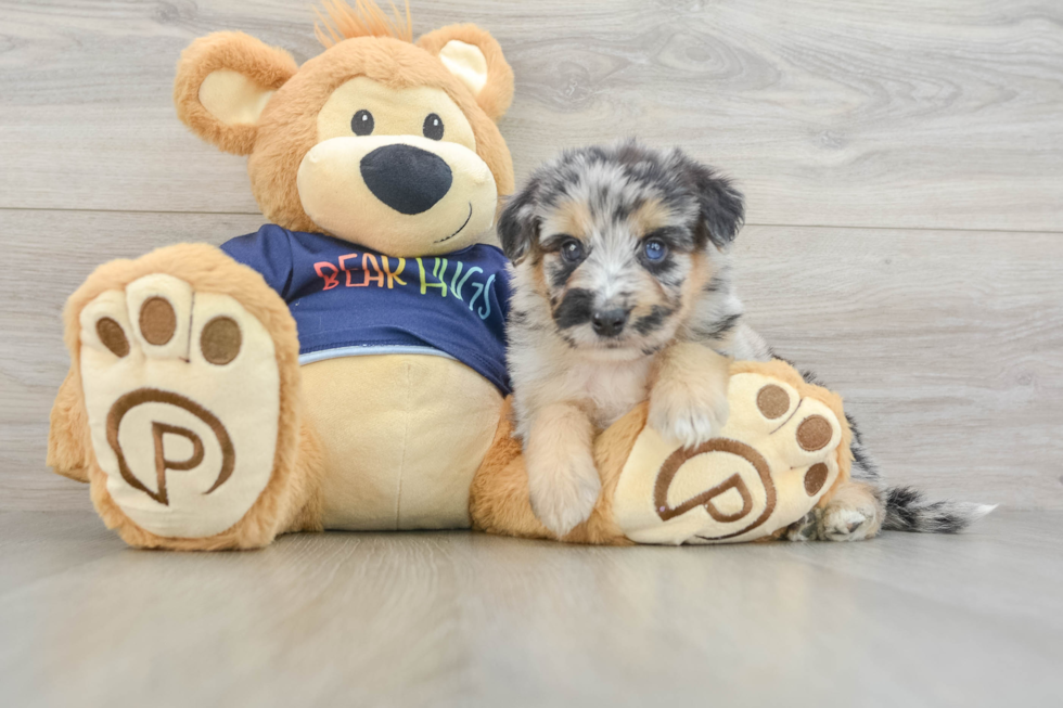 Mini Aussiedoodle Pup Being Cute