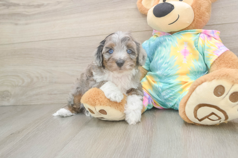 Playful Mini Aussiepoodle Poodle Mix Puppy