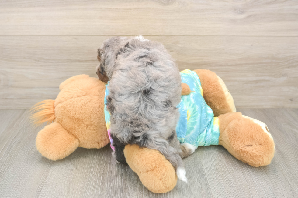 Small Mini Aussiedoodle Baby