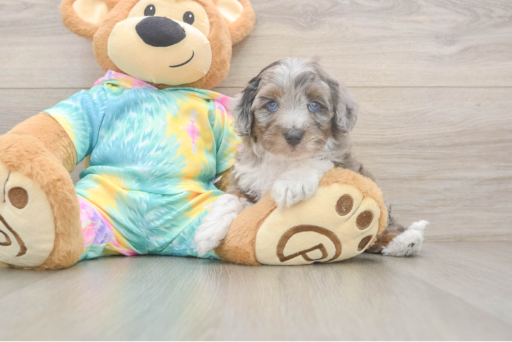 Funny Mini Aussiedoodle Poodle Mix Pup