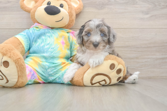 Funny Mini Aussiedoodle Poodle Mix Pup