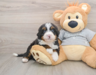 6 week old Mini Bernedoodle Puppy For Sale - Premier Pups