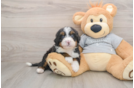 Best Mini Bernedoodle Baby