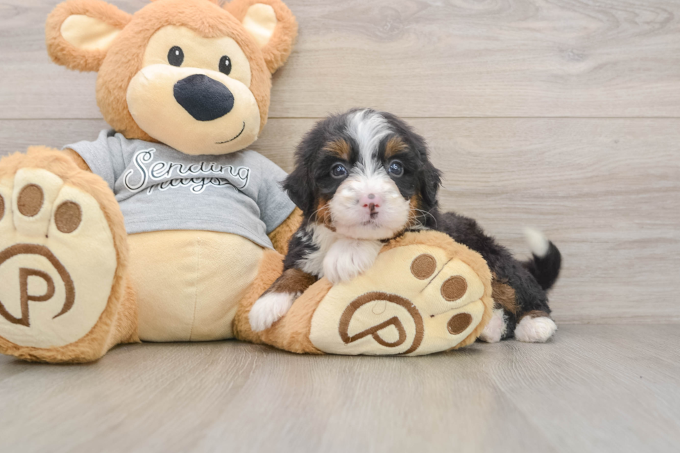 Small Mini Bernedoodle Baby