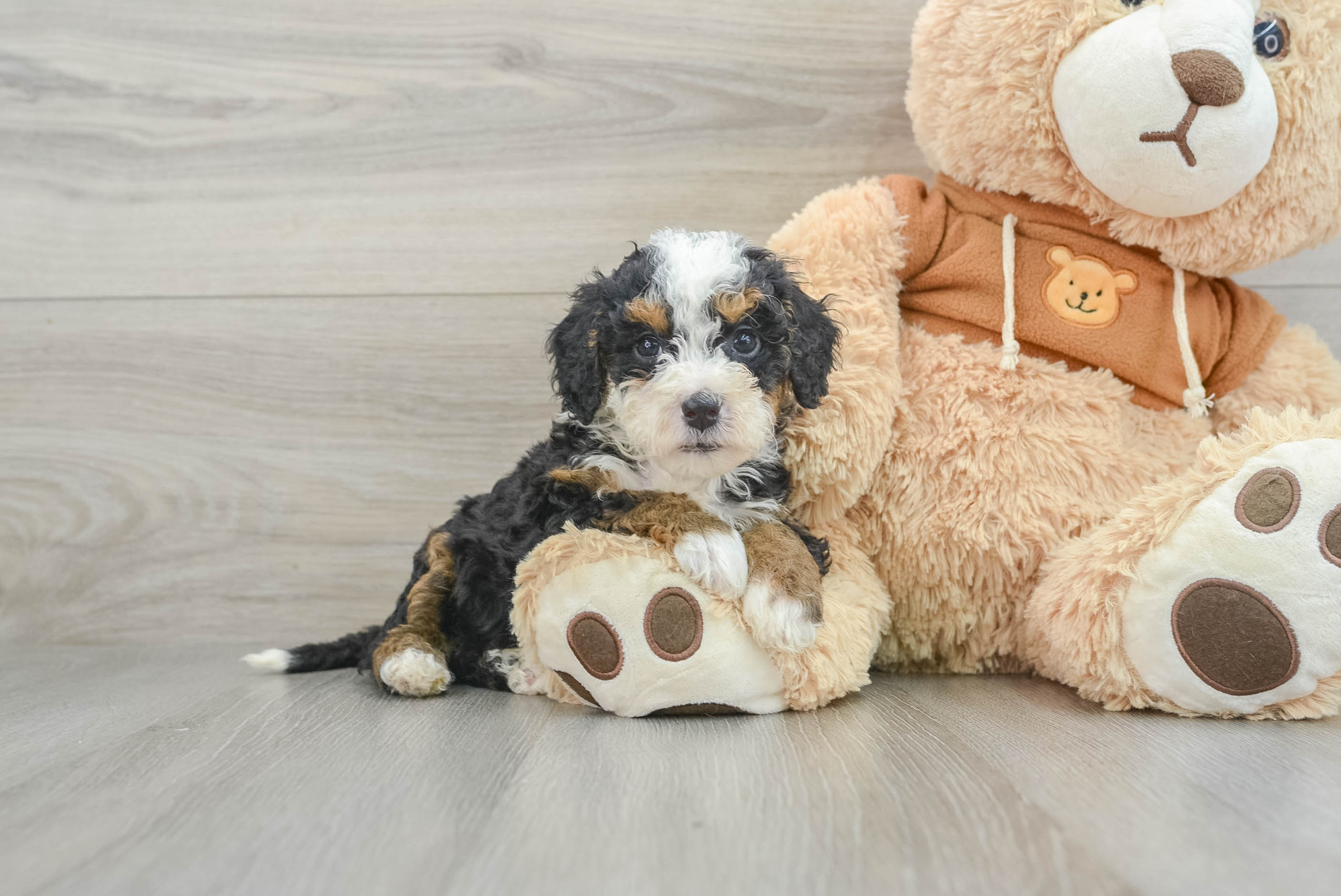 Little Mini Bernadoodle Poodle Mix Puppy