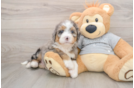 Mini Bernedoodle Pup Being Cute