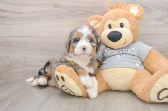Mini Bernedoodle Pup Being Cute