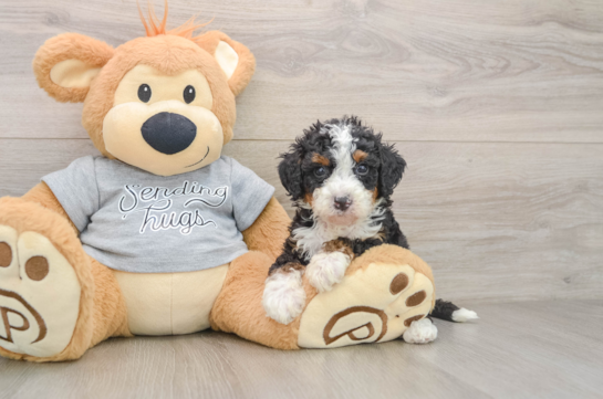 ACADIA, a Mini Bernedoodle littermate