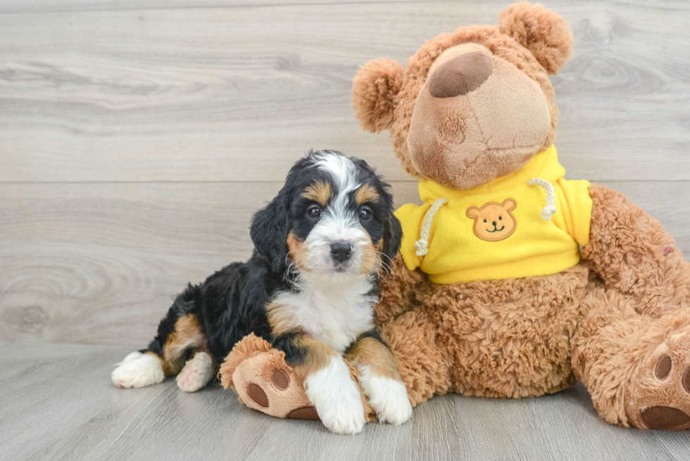 Mini Bernedoodle Puppy for Adoption