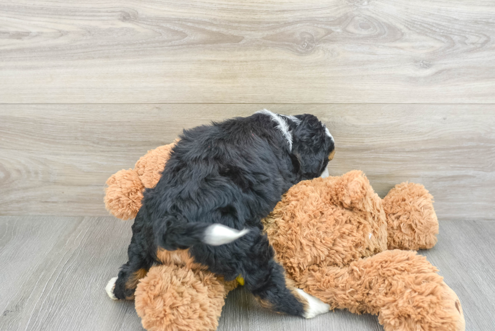 Sweet Mini Bernedoodle Baby