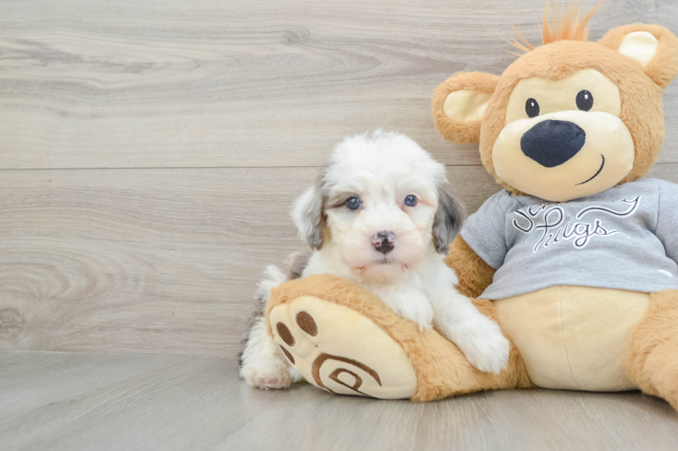 Mini Bernedoodle Pup Being Cute