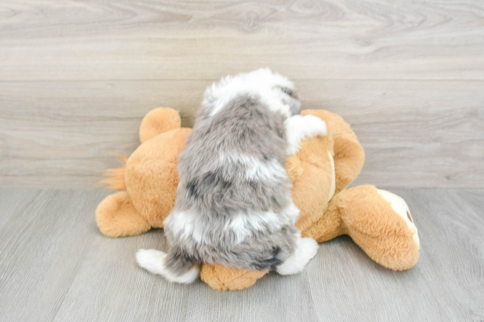 Mini Bernedoodle Puppy for Adoption