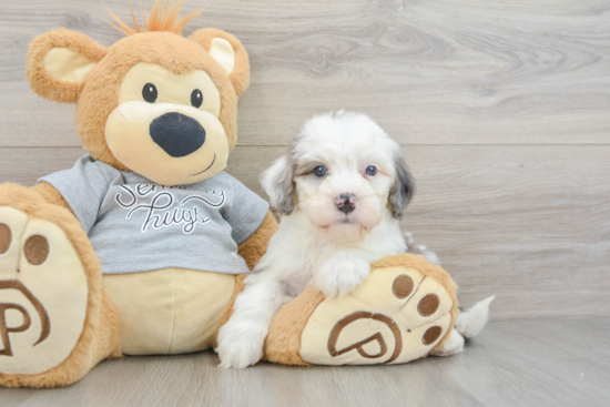 Friendly Mini Bernedoodle Baby