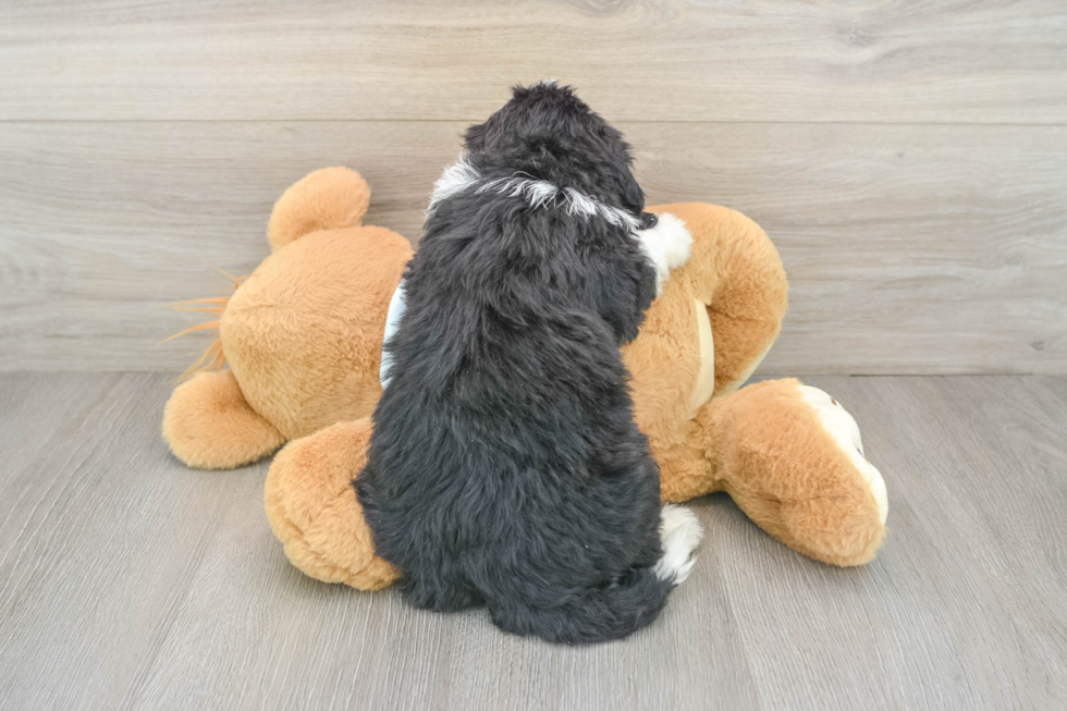 Adorable Mini Bernadoodle Poodle Mix Puppy