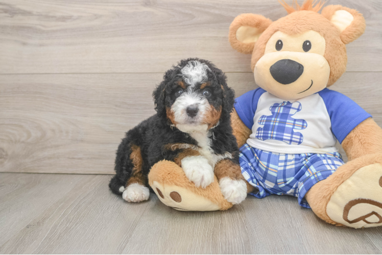Small Mini Bernedoodle Baby