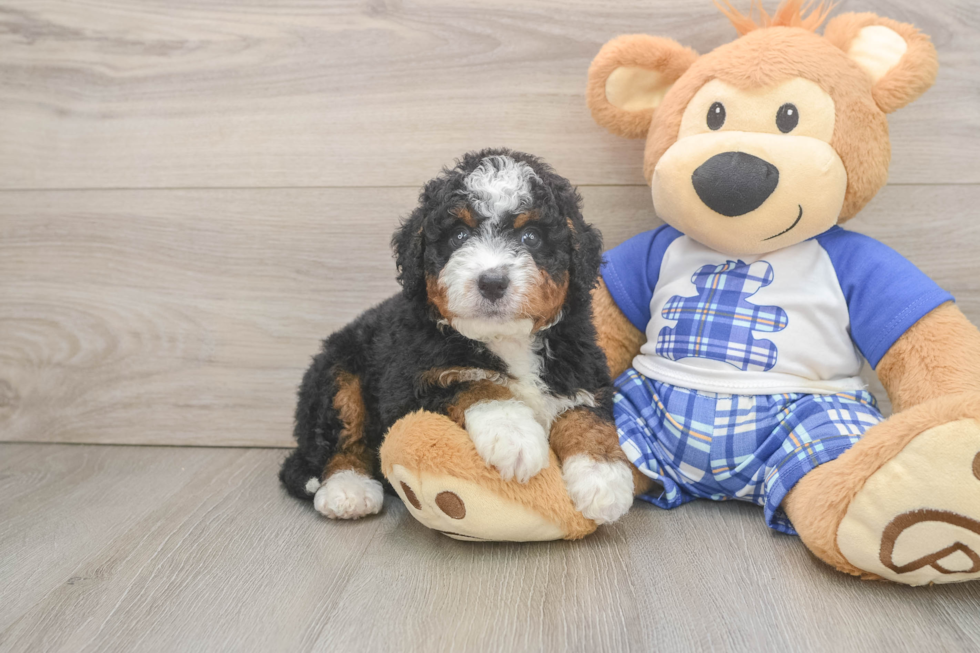 Small Mini Bernedoodle Baby