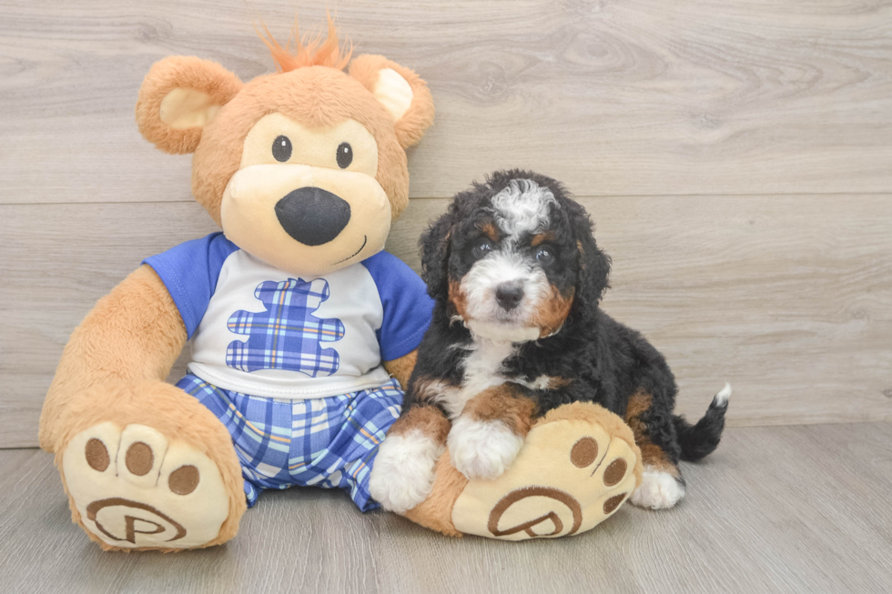 Hypoallergenic Mini Bernesepoo Poodle Mix Puppy