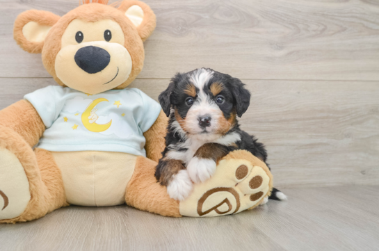 ALDO, a Mini Bernedoodle littermate