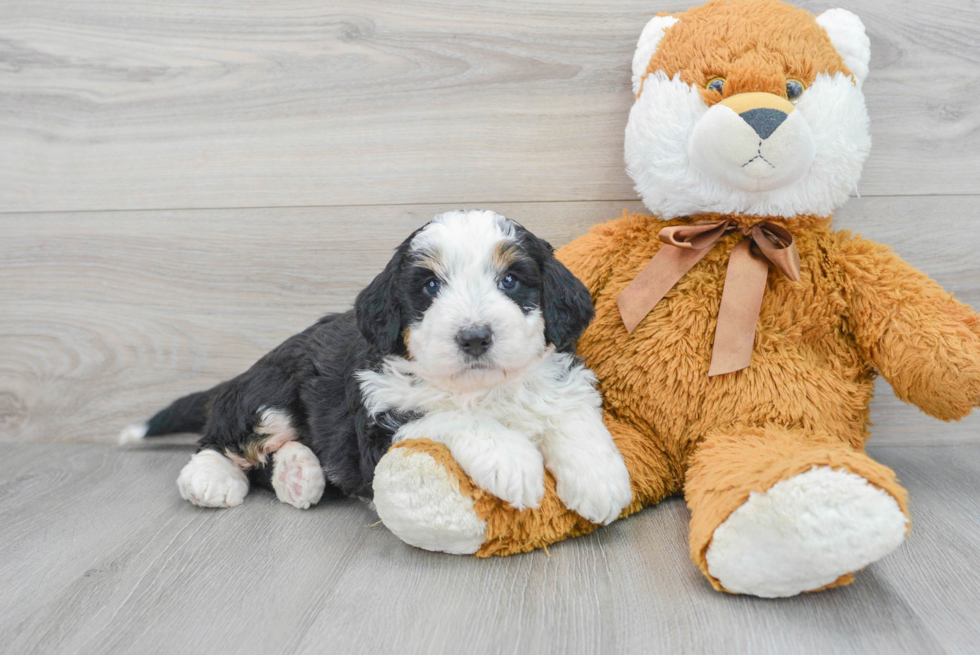 Small Mini Bernedoodle Baby