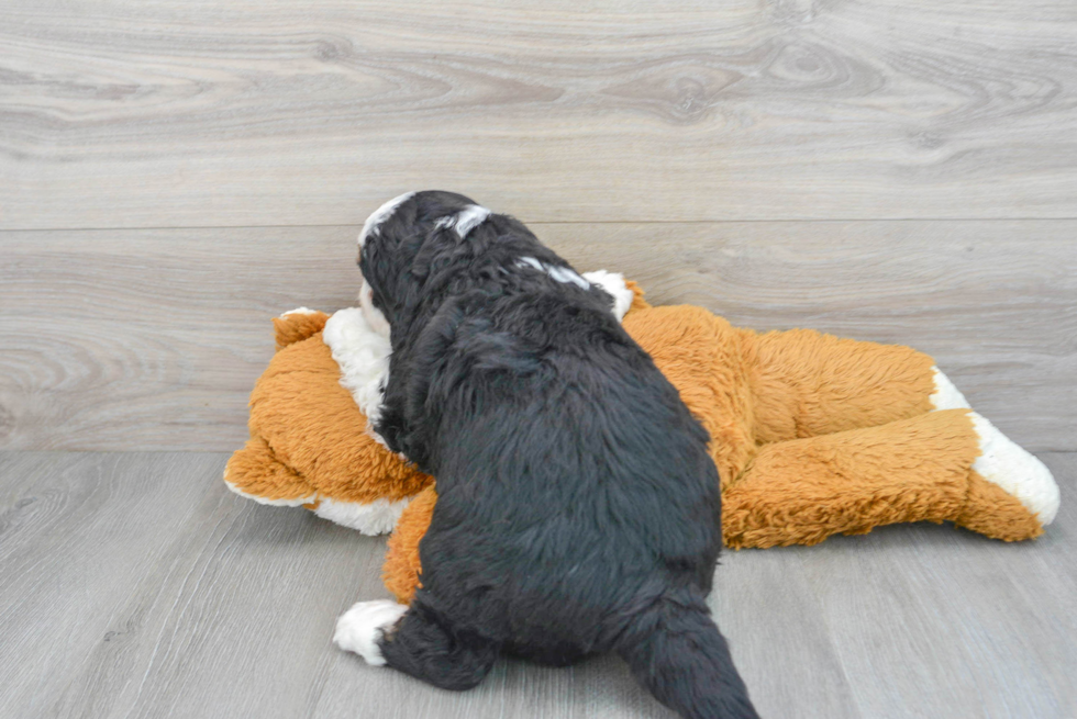 Popular Mini Bernedoodle Poodle Mix Pup