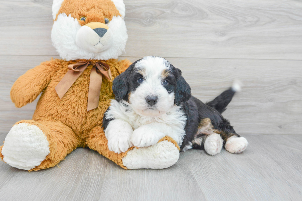 Mini Bernedoodle Pup Being Cute