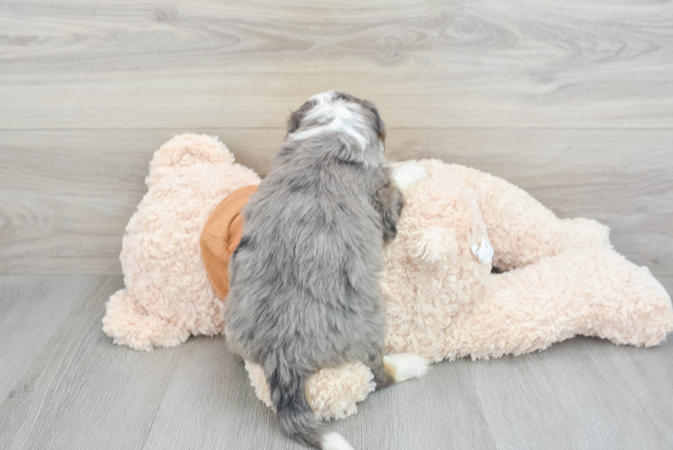 Mini Bernedoodle Puppy for Adoption