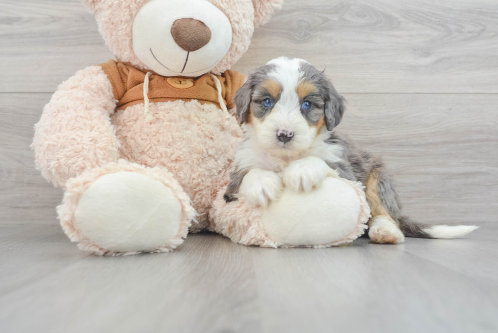 Small Mini Bernedoodle Baby