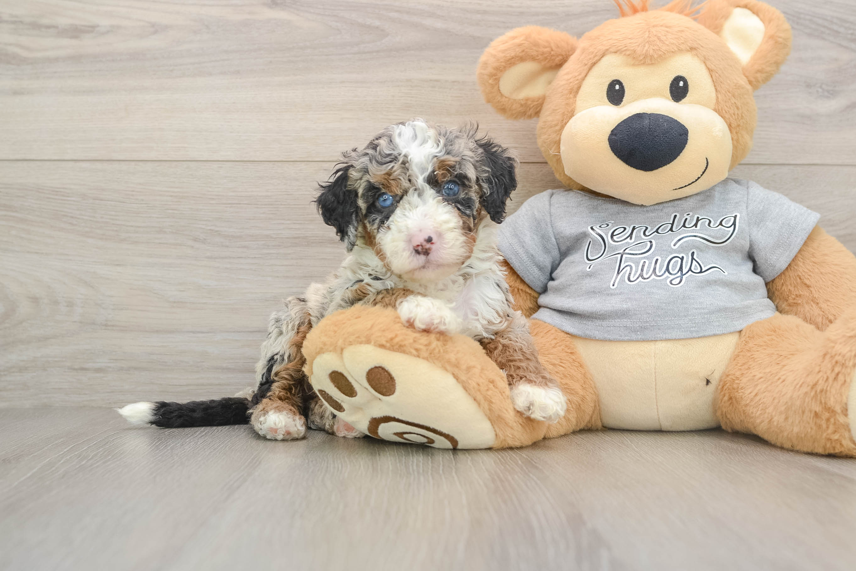 Little Bernese Doodle Poodle Mix Puppy