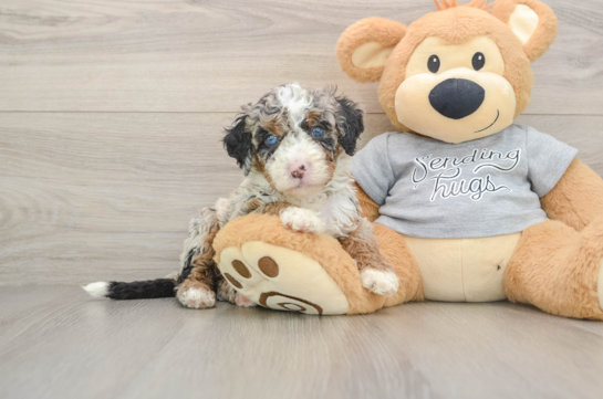 ALOHA, a Mini Bernedoodle littermate