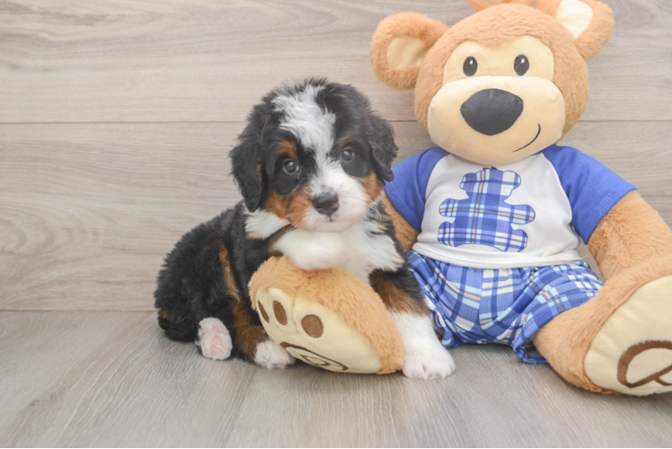 Mini Bernedoodle Puppy for Adoption