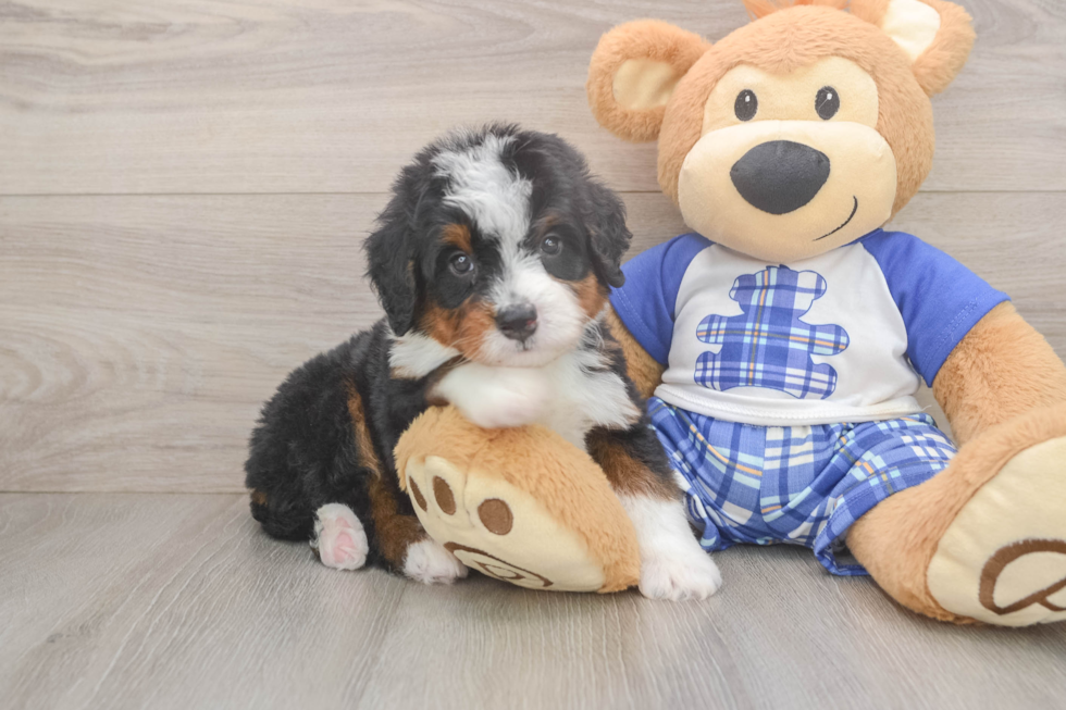 Mini Bernedoodle Puppy for Adoption