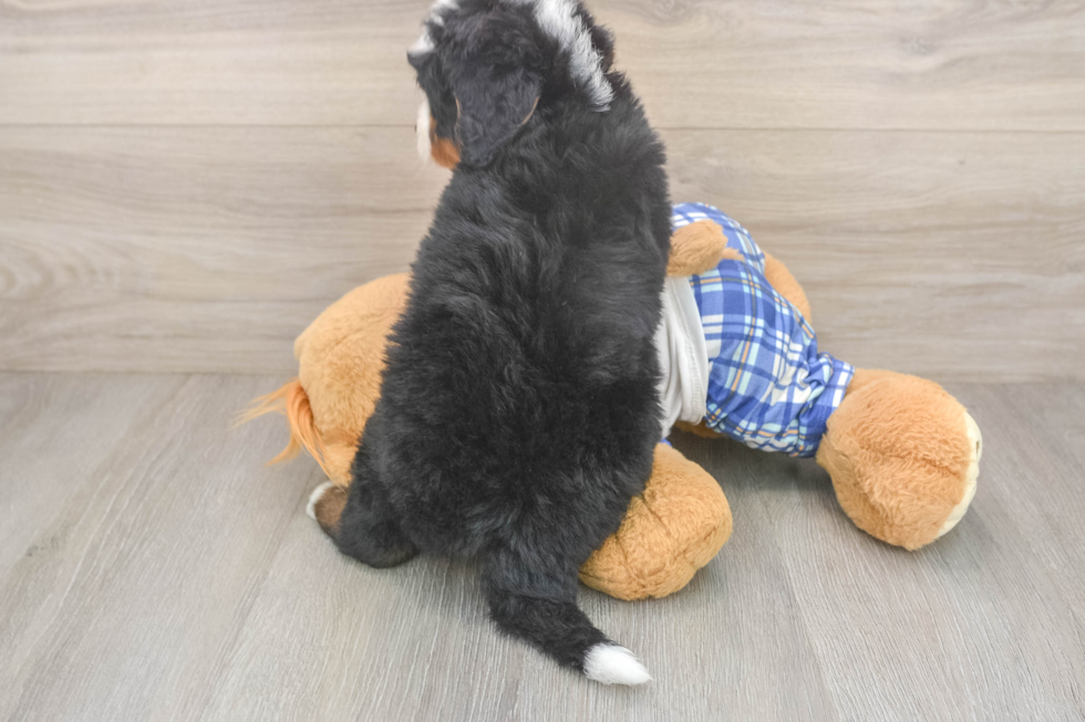 Smart Mini Bernedoodle Poodle Mix Pup